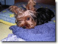 Jorkrsk terier, Yorkshire Terrier,