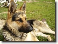 German Shepherd Dog