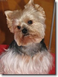 Jorkrsk terier, Yorkshire Terrier,