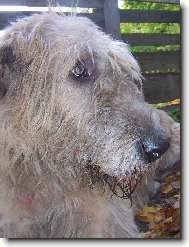 Irish Wolfhound