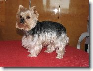 Jorkrsk terier, Yorkshire Terrier,