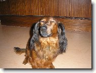 Dachshund