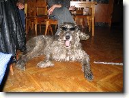 Irish Wolfhound