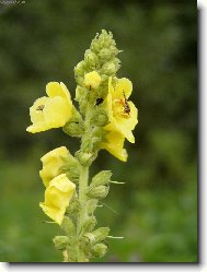 Verbascum thapsiforme Schrad\., Verbascum phlomoides L