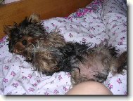 Jorkrsk terier, Yorkshire Terrier,