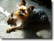 Jorkrsk terier, Yorkshire Terrier,