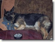 German Shepherd Dog