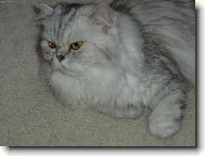 Persian cat