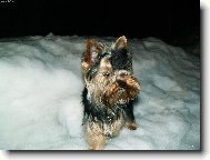 Jorkrsk terier, Yorkshire Terrier,