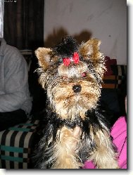 Jorkrsk terier, Yorkshire Terrier,