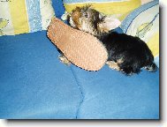 Jorkrsk terier, Yorkshire Terrier,