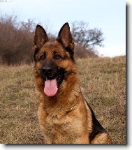 German Shepherd Dog