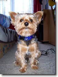 Jorkrsk terier, Yorkshire Terrier,