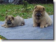 Chow Chow