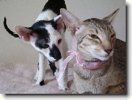 Oriental Shorthair