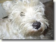 West Highland White Terrier