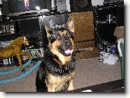 German Shepherd Dog