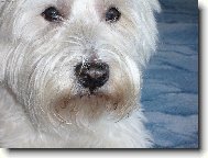 West Highland White Terrier