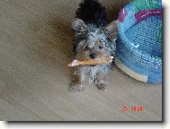 Jorkrsk terier, Yorkshire Terrier,