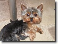 Jorkrsk terier, Yorkshire Terrier,