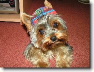 Jorkrsk terier, Yorkshire Terrier,