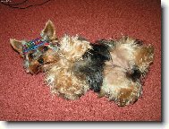 Jorkrsk terier, Yorkshire Terrier,