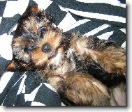 Jorkrsk terier, Yorkshire Terrier,