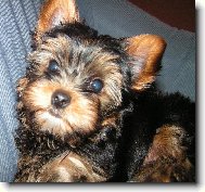 Jorkrsk terier, Yorkshire Terrier,