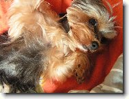 Jorkrsk terier, Yorkshire Terrier,