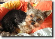 Jorkrsk terier, Yorkshire Terrier,