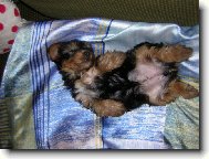 Jorkrsk terier, Yorkshire Terrier,