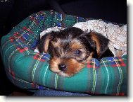 Jorkrsk terier, Yorkshire Terrier,