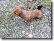 Dachshund