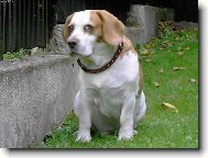 Beagle