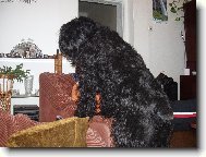 Black Russian Terrier