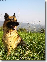 German Shepherd Dog