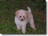 Tibetan Terrier