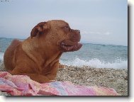 Dogue de Bordeaux