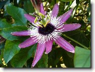 Passiflora caerulea