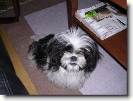 Shih-Tzu