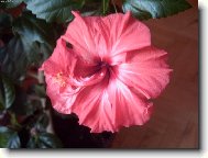 Hibiscus rosa-sinensis