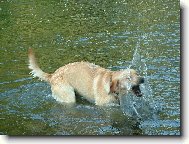 Labrador Retriever