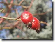 Rosa canina L