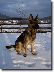 German Shepherd Dog