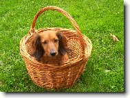 Dachshund