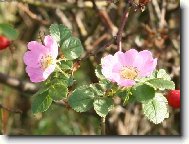 Rosa canina L