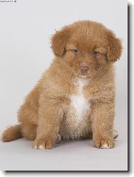 Nova Scotia Duck Tolling Retriever