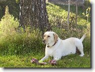 Labrador Retriever