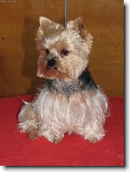 Jorkrsk terier, Yorkshire Terrier,