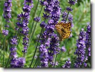 Lavandula angustifolia